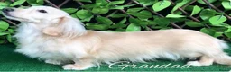 Miniature Dachshund dogs for sale: Stunning Cream Miniature Dachshund Girls  - Advert 12