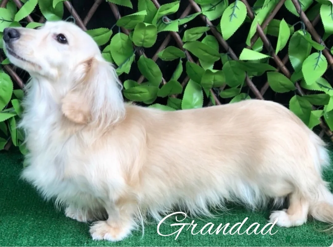 Miniature Dachshund dogs for sale: Stunning Cream Miniature Dachshund Girls  - Advert 12