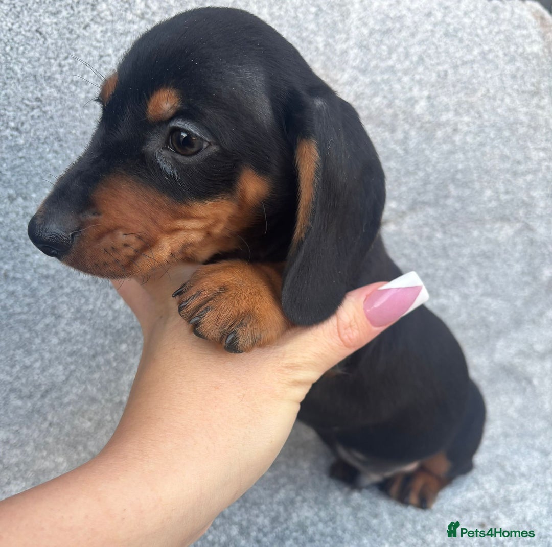 Miniature Dachshund dogs for sale: Mini dachshunds 4 boys  - Advert 2
