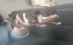 Mixed Breed dogs for sale: Mixed breed male pups - Image 4