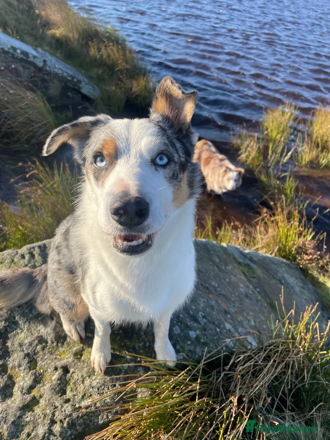 Border Collie dogs for stud: (provide) tr blue Merle border collie  in Otley - Advert 21