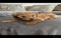 Cockapoo dogs for sale: ONLY 4 BEAUTY’S LEFT 🐶🐶🐶🐶 - Image 12