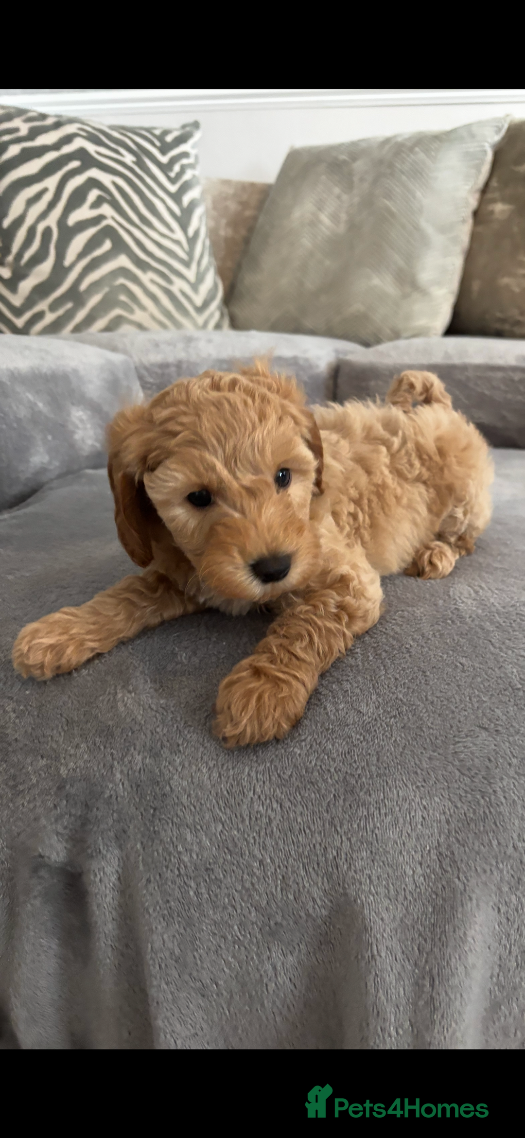 Cockapoo dogs for sale: ONLY 4 BEAUTY’S LEFT 🐶🐶🐶🐶 - Image 12