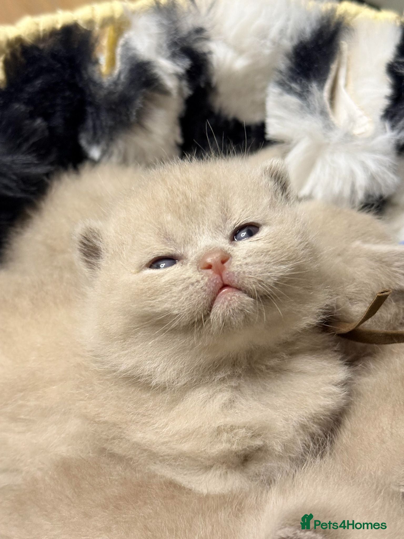British Shorthair cats 🏆PURE Exceptional BSH Boy Summer SALE READY NOW🏆 - Advert 1