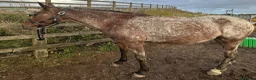 Appaloosa horses for sale: 15.3 Appaloosa mare - Advert 10