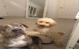 Toy Poodle dogs for sale: Male toy poodle  - Image 2
