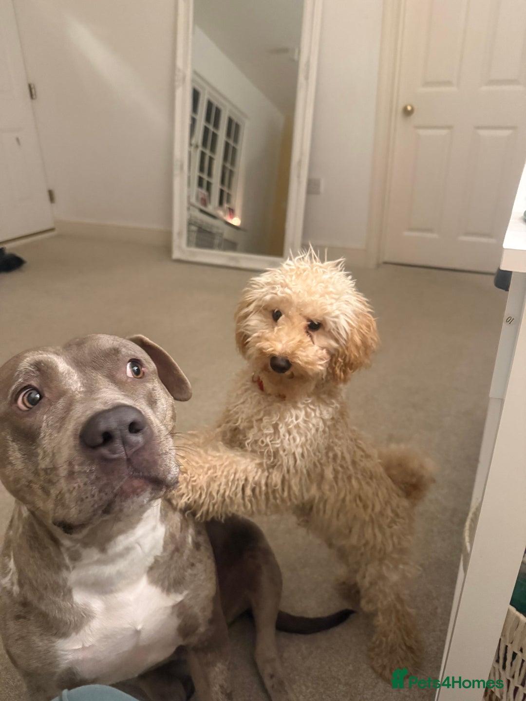 Toy Poodle dogs for sale: Male toy poodle  - Image 2