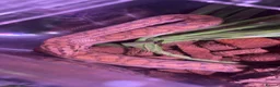 Boa Snake reptiles for sale: Rainbow boa - Advert 1