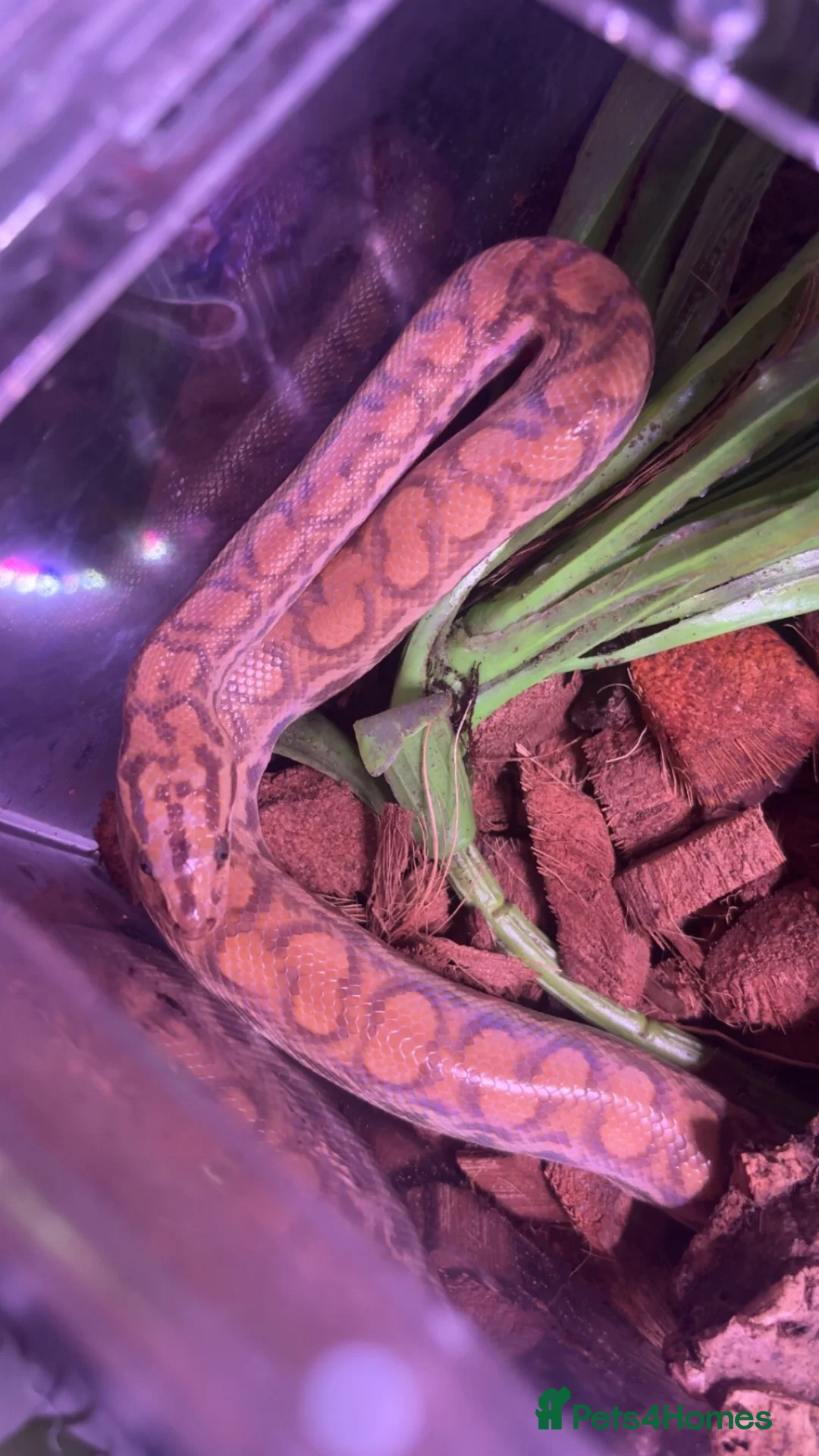 Boa Snake reptiles for sale: Rainbow boa - Advert 1