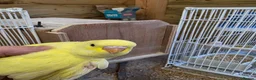 Budgerigars birds for sale: Beautiful Baby Budgies - Advert 2
