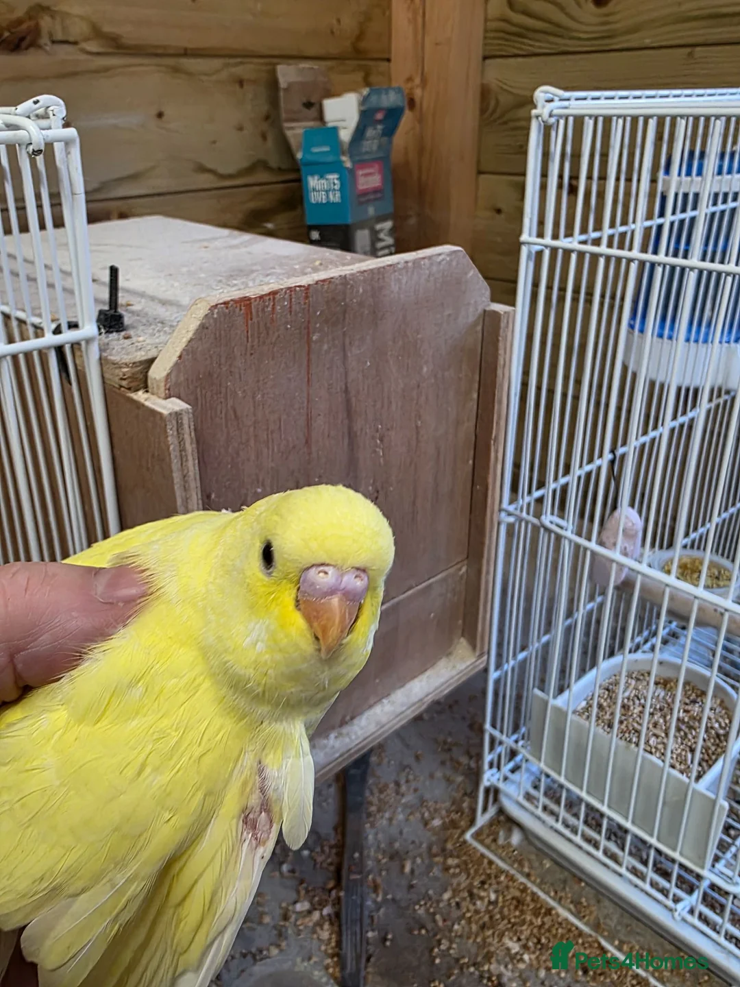 Budgerigars birds for sale: Beautiful Baby Budgies - Advert 2