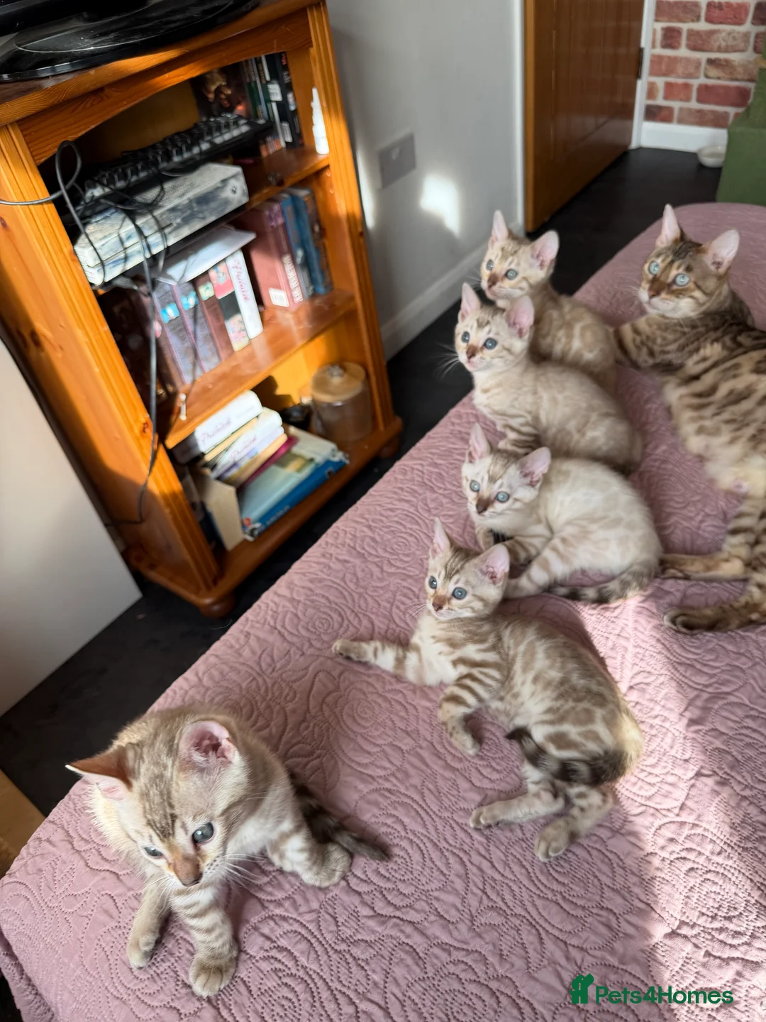 Bengal cats for sale: TICA-Pedigree Snow Lynx Bengal Kittens 🏆Active! - Advert 2