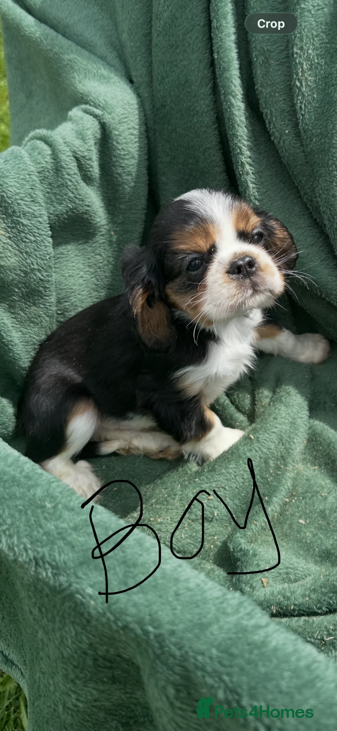 King Charles Spaniel dogs for sale:  Pure King Charles cavalier puppies  - Advert 21