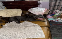 Staffordshire Bull Terrier dogs for sale: 6 Exclusive Champion blood Multi international - Image 3