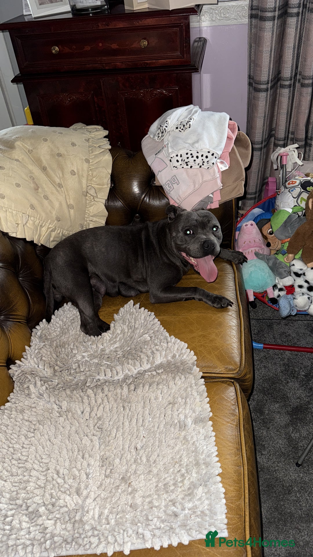 Staffordshire Bull Terrier dogs for sale: 6 Exclusive Champion blood Multi international - Image 3