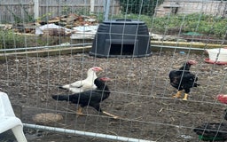 Hens poultry for sale: Aseel Chickens - Image 3