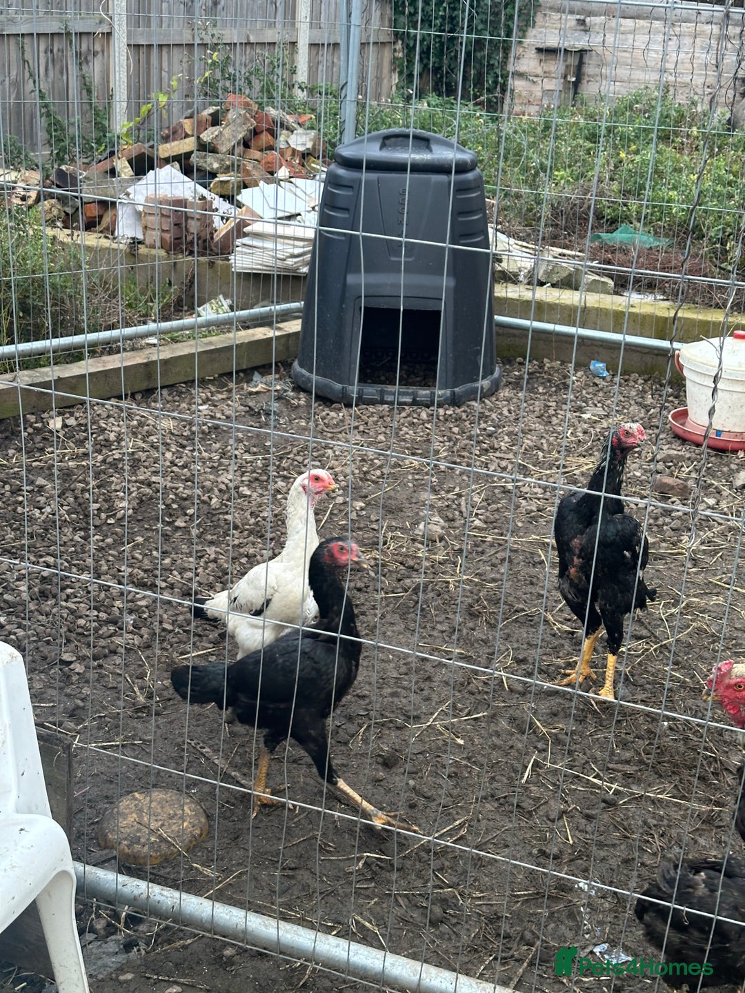 Hens poultry for sale: Aseel Chickens - Image 3