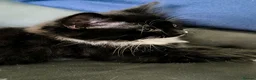 Mixed Breed cats for sale: Long hair kittens & short hair kittens ready now  - Advert 10