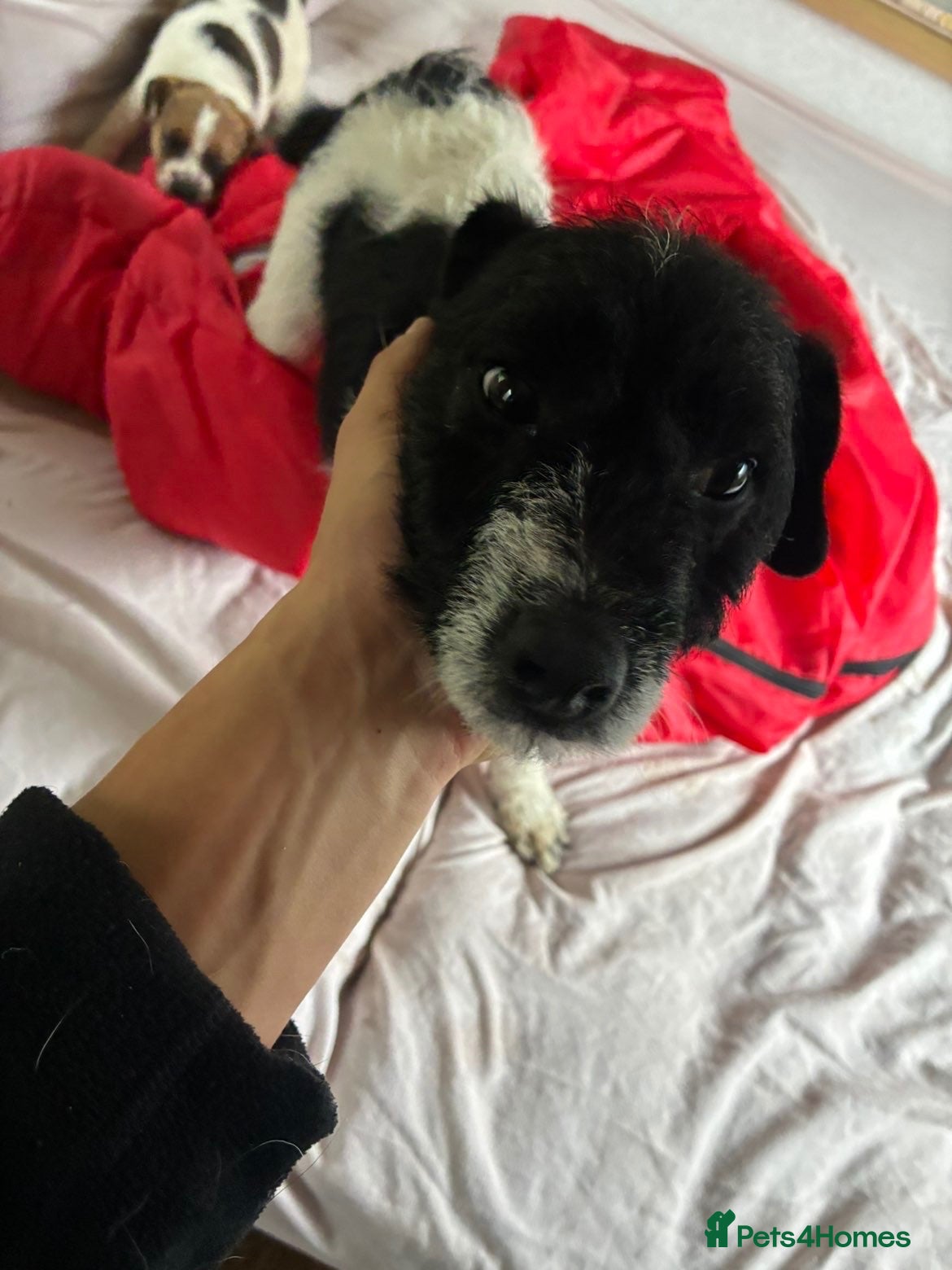 Jack Russell dogs for sale: Outstanding jack russell puppies - Advert 12