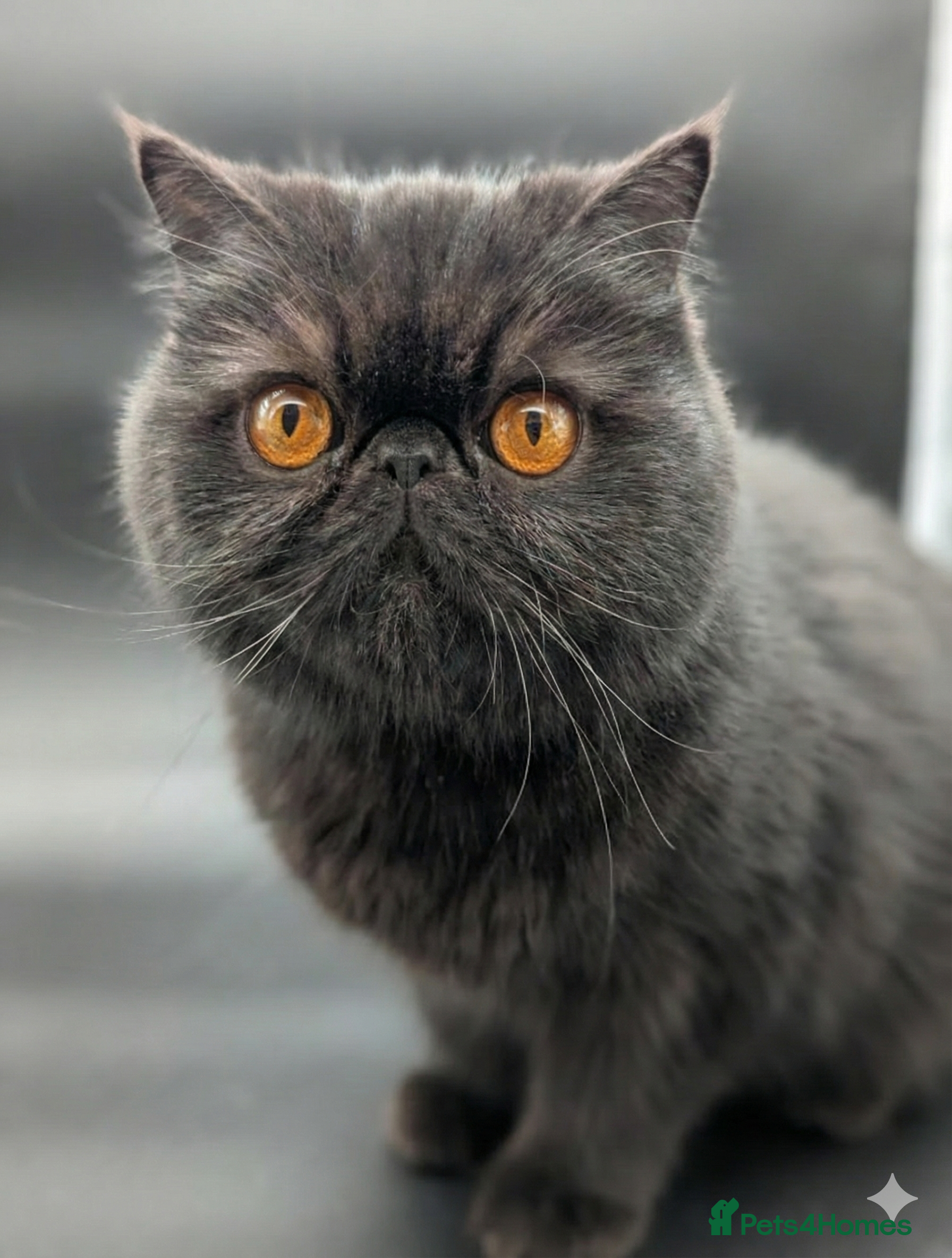 Exotic cats Stunning Solid Black Exotic Pedigree Female  - Advert 1