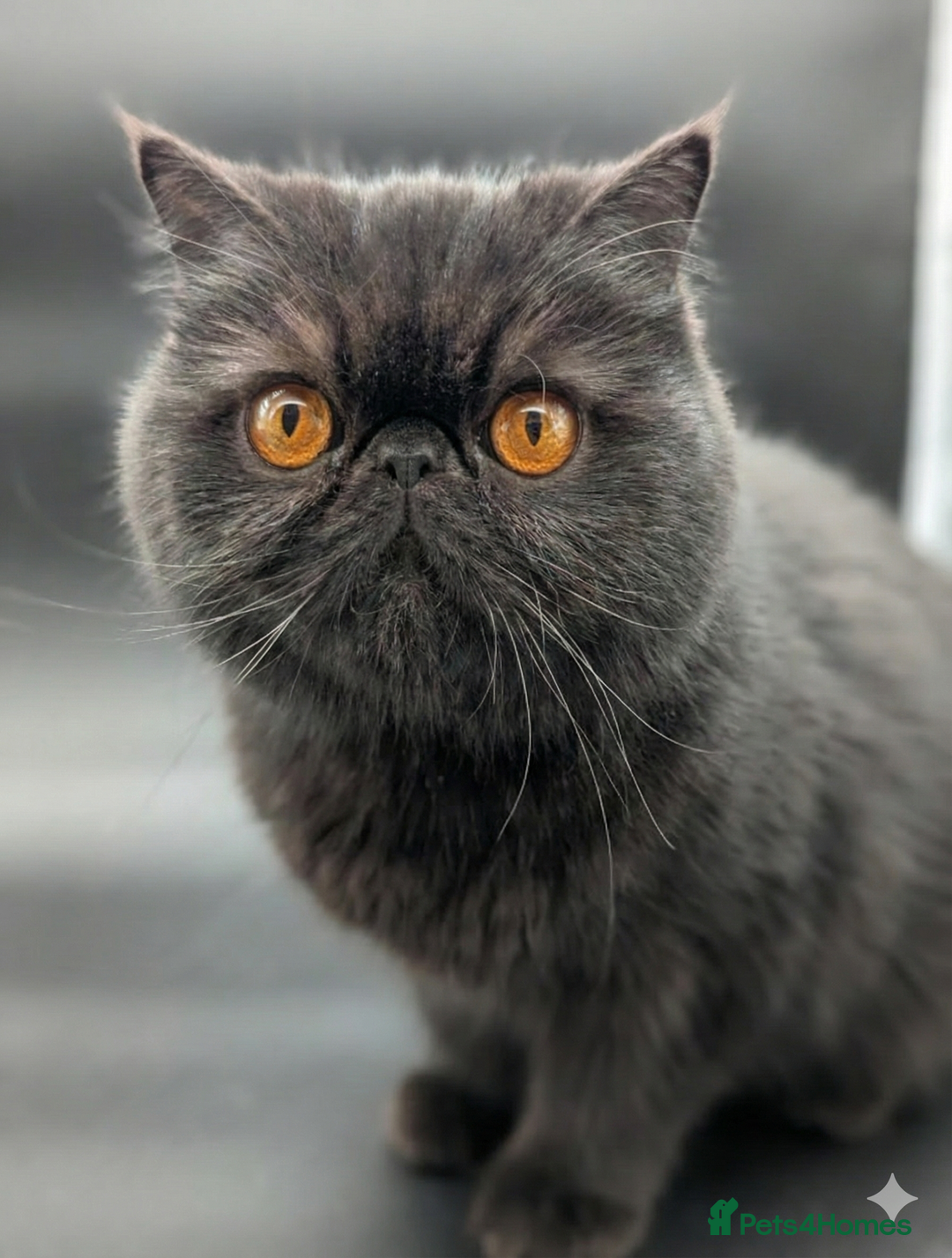 Exotic cats for sale: Stunning Solid Black Exotic Pedigree Female  - Advert 1