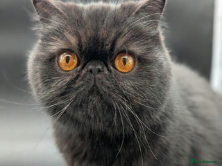 Exotic cats Stunning Solid Black Exotic Pedigree Female - Advert 1