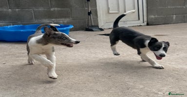 Mixed Breed dogs - Advert 14