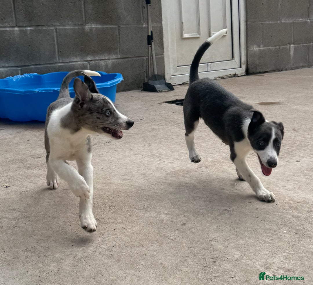 Mixed Breed dogs for sale: Border Whippets Puppies  - Image 3