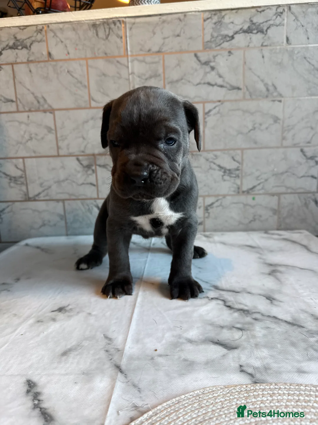 Cane Corso dogs for sale: Cane corso puppies - Advert 10