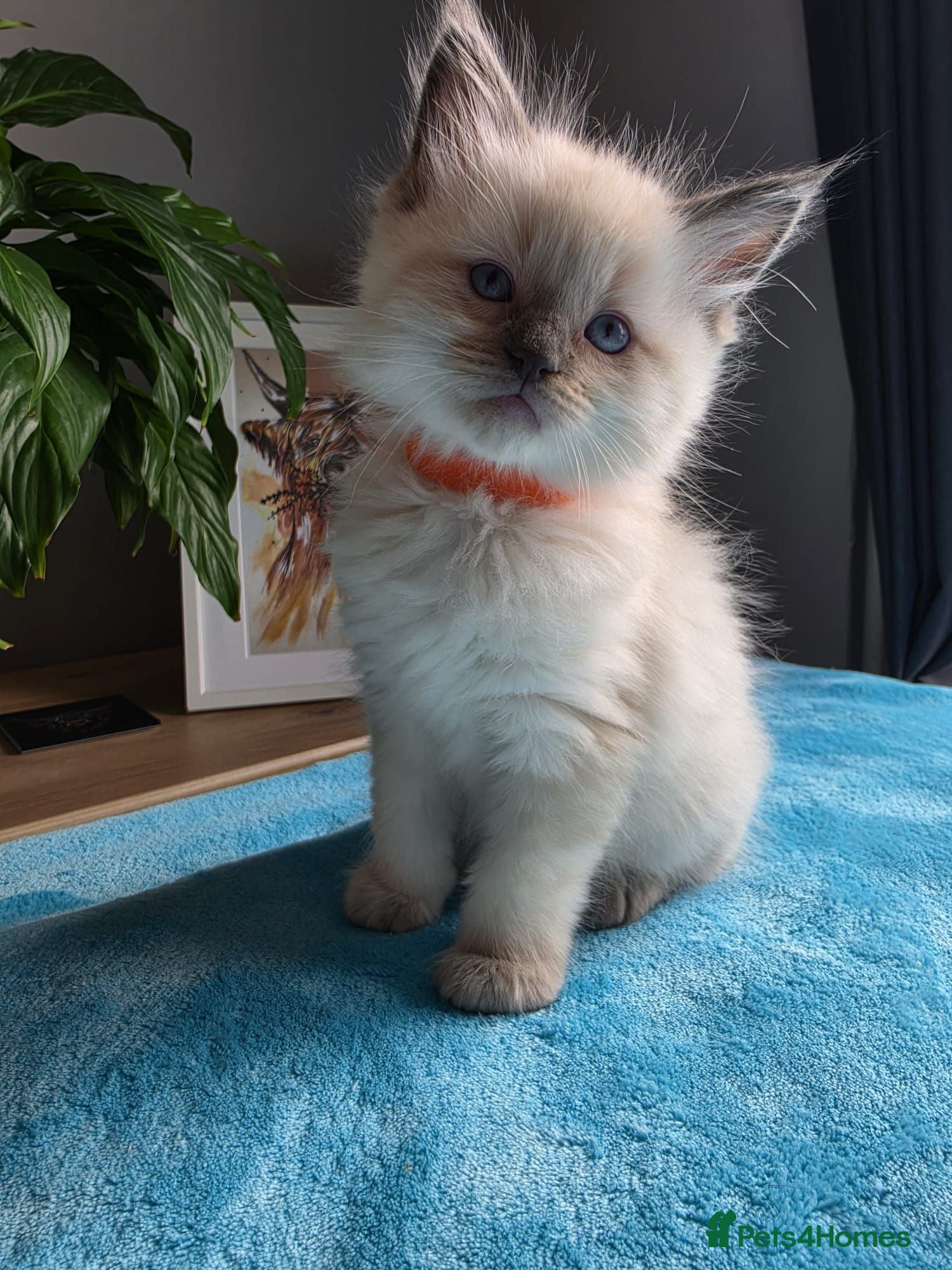 Ragdoll cats Beautiful ragdoll kittens - Advert 1