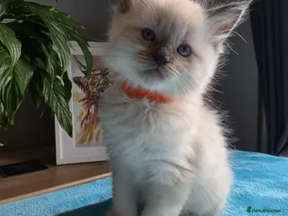 Ragdoll cats Beautiful ragdoll kittens - Advert 1
