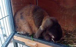 Mini Lop rabbits for sale: Mini lop rabbit - Image 3