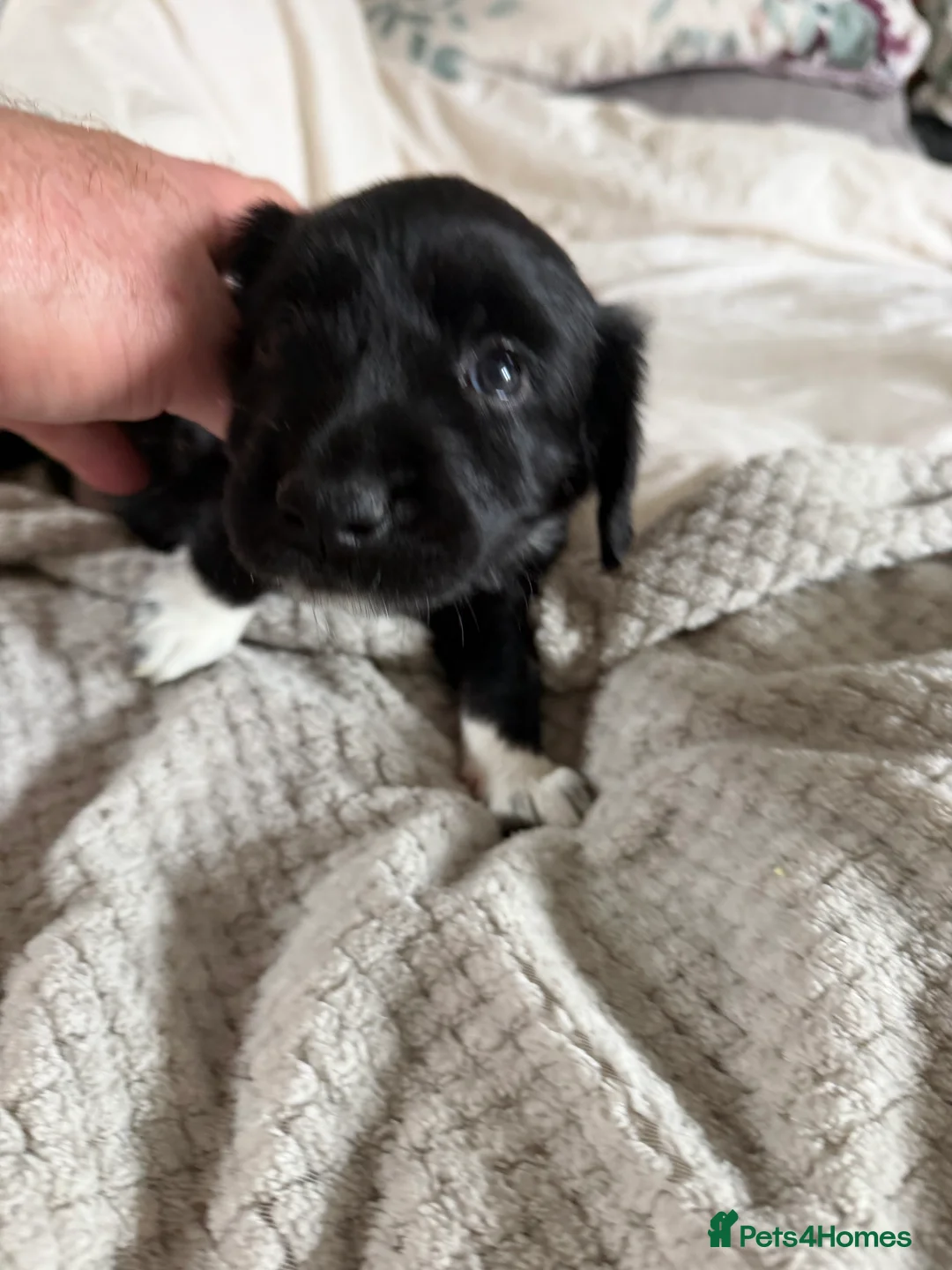 Mixed Breed dogs for sale: Lovely Cockapoo/Border Collie puppies in Abergavenny - Advert 19