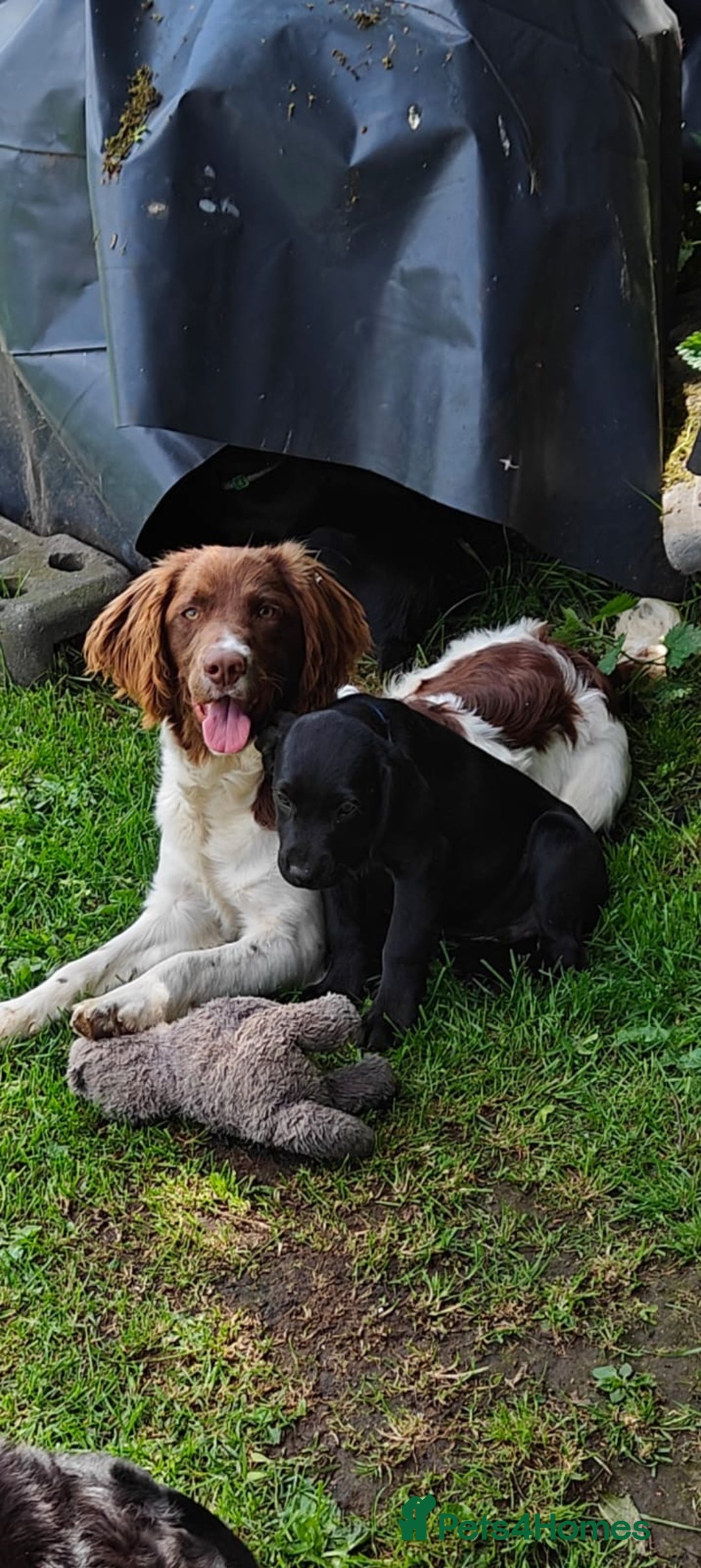 Springador dogs for sale: Springadors - Advert 5