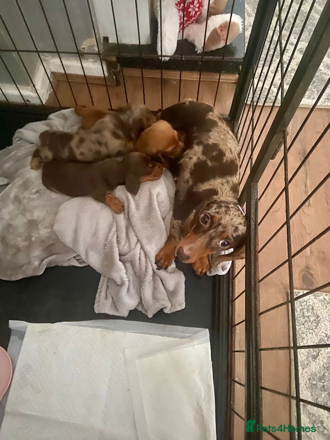 Miniature Dachshund dogs for sale: Stunning Miniature Daschund - Advert 11