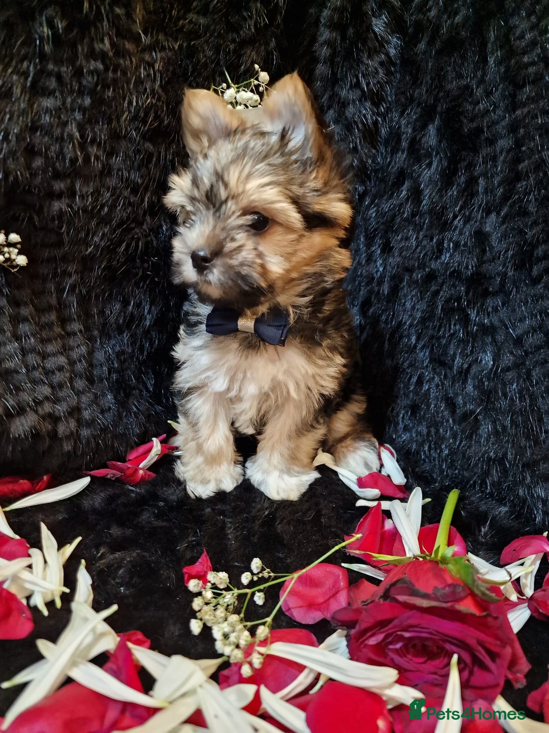 Yorkshire Terrier dogs for sale: Luxury Yorkshire Terrier Puppies/Home Raised/IHR   - Advert 22