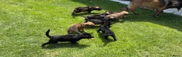 German Shepherd dogs for sale: *ONLY 1 LEFT* German Shepard puppy final reduction - Advert 11