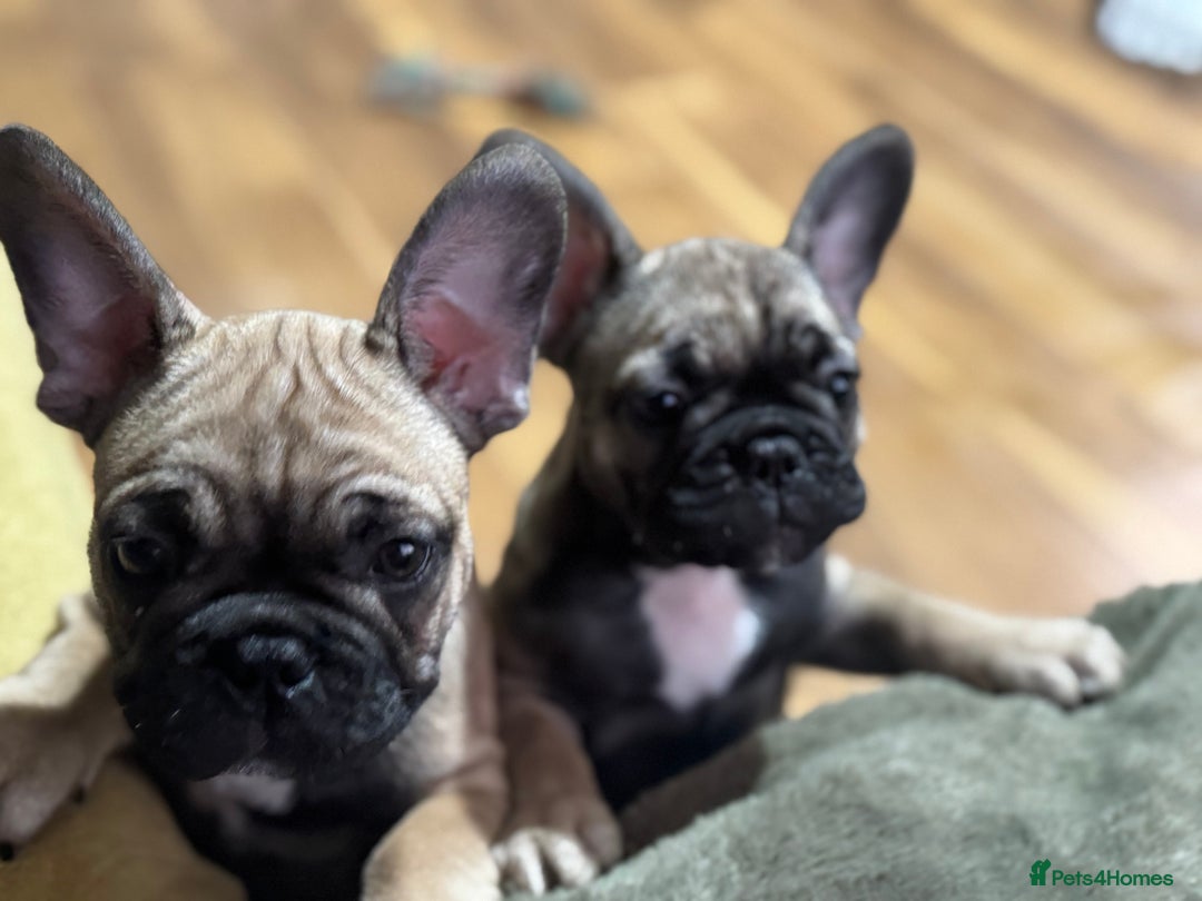 French Bulldog dogs for sale: KcFrenchiePup-HealthTestedParents-Lastone-Readynow in Derby - Image 24