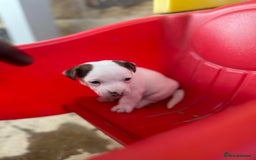 Jack Russell dogs for sale: Miniature Jack Russell terrier puppies  - Image 23