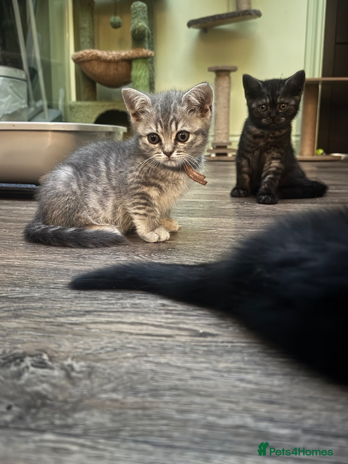 Scottish Fold cats Scottish striaghts registered  - Advert 2