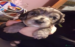 Cavapoo dogs for sale: Extensively health tested stunning cavapoo’s - Image 11