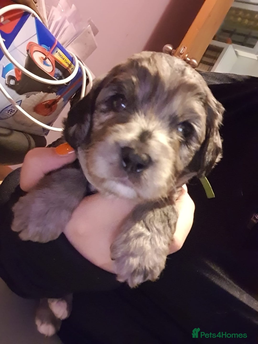 Cavapoo dogs for sale: Extensively health tested stunning cavapoo’s - Image 11