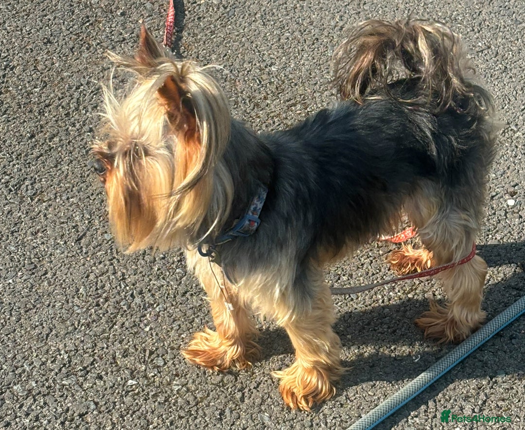 Yorkshire Terrier dogs for sale: Beautiful pure Yorkshire terriers puppy’s  - Advert 8