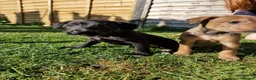 Mixed Breed dogs for sale: Italian Greyhound X Bedlington Whippet F1 - Advert 4