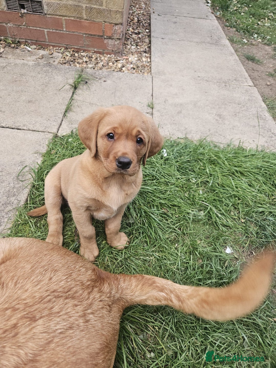 Goldador dogs for sale: Fox red lab x fox red retriever pups READY NOW - Image 14