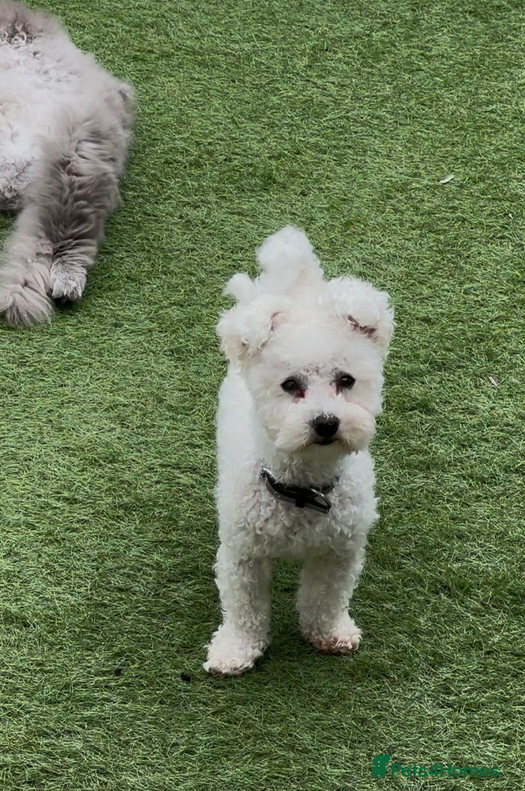 Bichon Frise dogs for stud: Male  - Advert 3