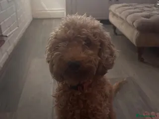 Cockapoo dogs Cockapoo babies - Advert 1