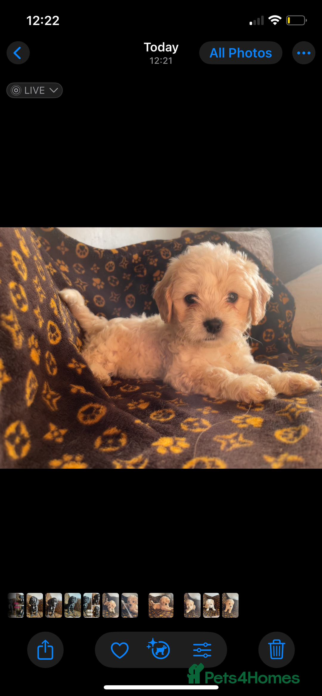 Mixed Breed dogs for sale: COTON DE TULEARS READY FOR THEIR FOREVER HOMES - Image 16