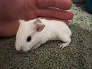 Guinea Pig rodents baby guinea pig - Advert 1