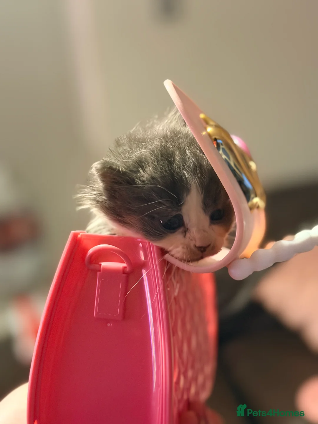 Mixed Breed cats for sale: Grey and white longhaired ragdoll x kitten  - Advert 10